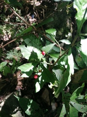 Psychotria subsessilis