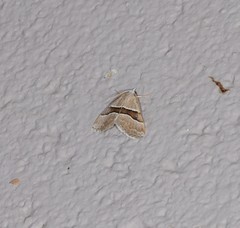 Dichromodes mesotoma