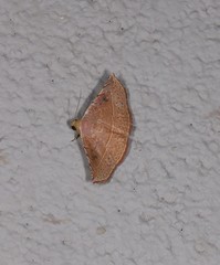 Eublemma latericolor