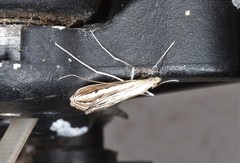 Euclasta maceratalis