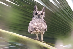 Bubo cinerascens