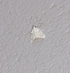 Sericophylla nivalis