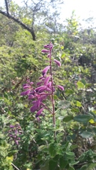 Salvia lasiantha