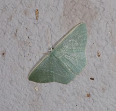 Thalassodes dorsilinea