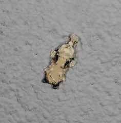 Tonica effractella