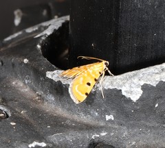 Notarcha