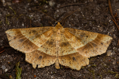 Euchlaena tigrinaria