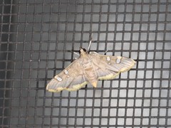 Prophantis