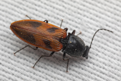 Stropenron nigricollis