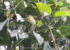 Setophaga castanea