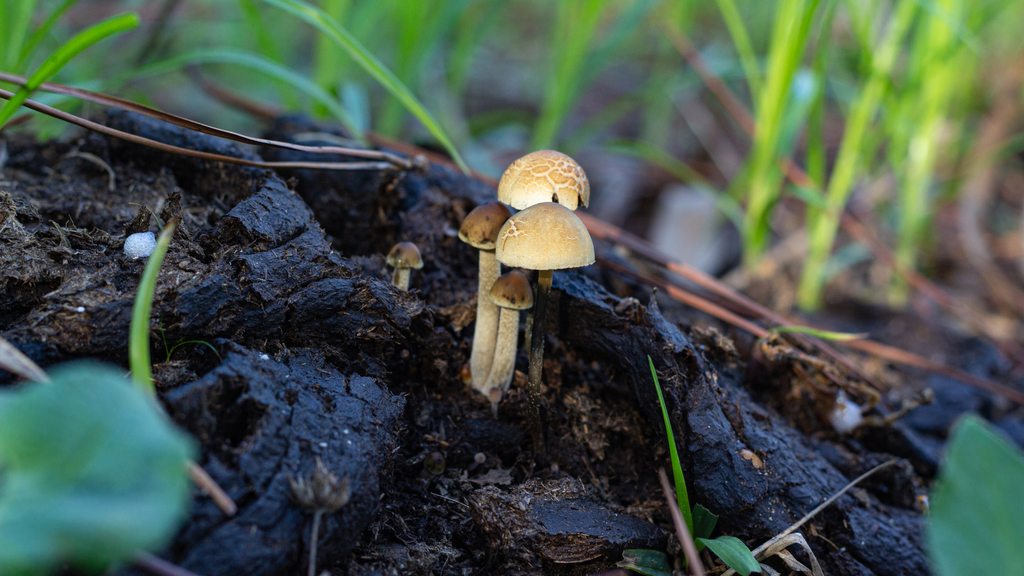 Panaeolus cyanescens · November 2021 · photo: © deniszabin (iNaturalist, cc-by)