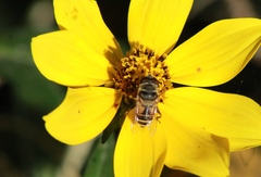 Palpada vinetorum
