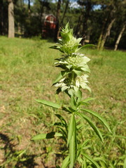 Monarda punctata