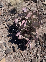 Opuntia azurea