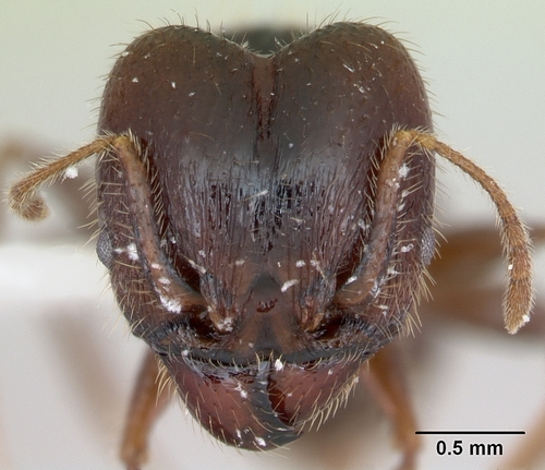 Pheidole pilosior