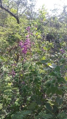 Salvia lasiantha