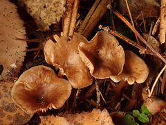 Pseudolaccaria pachyphylla