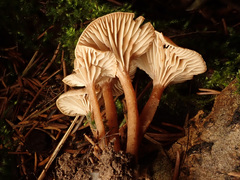 Pseudolaccaria pachyphylla