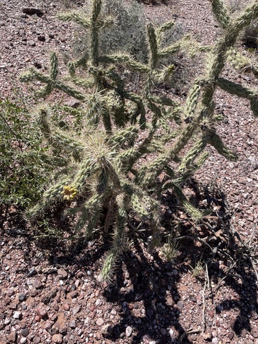 tree cholla