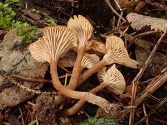 Pseudolaccaria pachyphylla