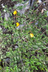 Chamaecrista greggii