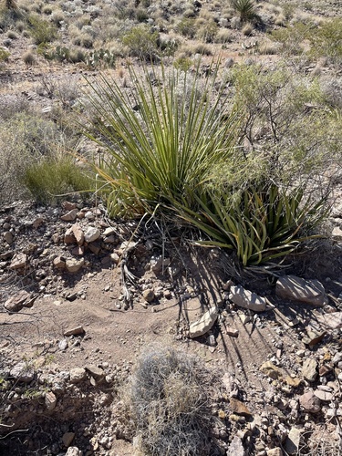 lechuguilla