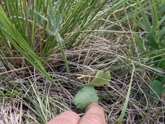 Ranunculus cardiophyllus