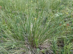 Ranunculus cardiophyllus
