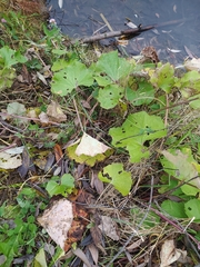 Tussilago farfara