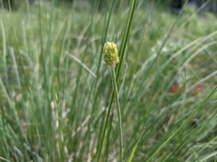 Ranunculus cardiophyllus