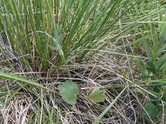 Ranunculus cardiophyllus