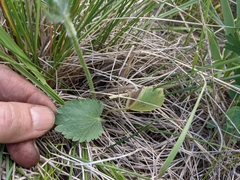 Ranunculus cardiophyllus