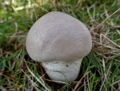 Lycoperdon lividum