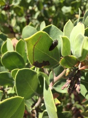 Acmaeodera plagiaticauda