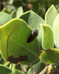 Acmaeodera plagiaticauda