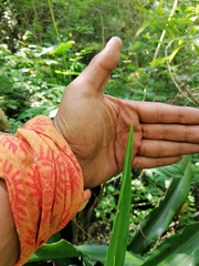 Furcraea guerrerensis