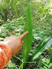 Furcraea guerrerensis