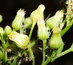 Erigeron sumatrensis