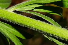 Erigeron sumatrensis