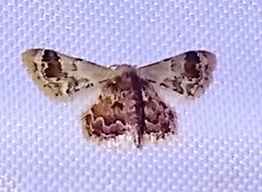 Idaea gemmata