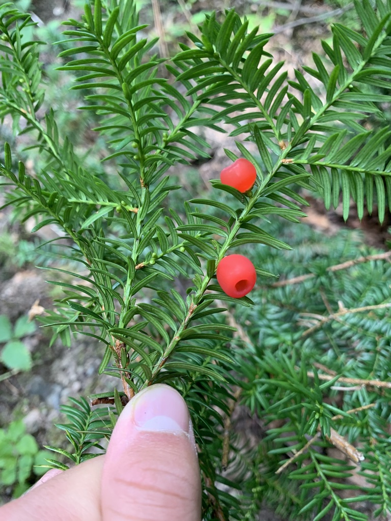 Canada yew from Laterrière, Alouette, QC, CA on August 23, 2021 at 09: ...