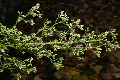 Erigeron sumatrensis