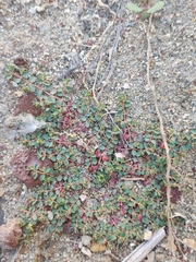 Euphorbia serpens