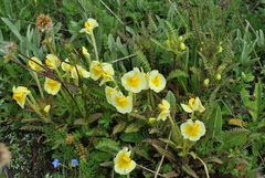 Pedicularis cranolopha