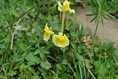 Pedicularis cranolopha