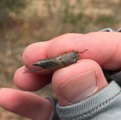 Platypedia laticapitata