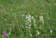 Pedicularis kansuensis