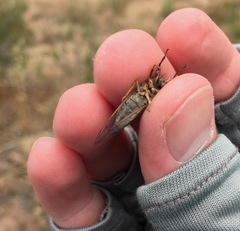 Platypedia laticapitata