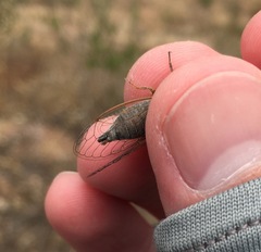 Platypedia laticapitata