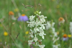 Pedicularis kansuensis